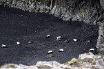 099- J2 (303) Eiders à duvet (canards plongeurs)