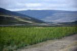 019- J4 (44) plantation d'arbres (reboisement de l'Islande)