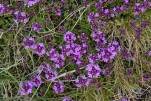 095- J6 (404) Thym précoce