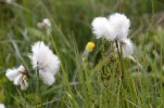 094- J6 (409) Linaigrette