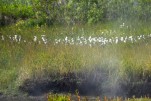 093- J6 (397) Linaigrette
