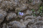 061- J6 (245) Violette des chiens