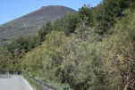 032- J4 (101) genêt de l’Etna (Genista aetnensis), plante endémique de Sicile