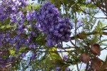114- J5 (54) fleurs et fruits du jacaranda
