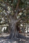 186- J5 (172) ficus