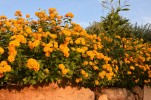011- J3 (11) Lantana