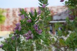 010- J3 (24) Polygala à feuilles de myrte
