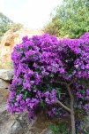 009- J3 (17) Bougainviller