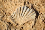 012- J6 (333) calcaire coquillier