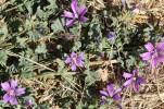 056- J7 (93) mauve des bois